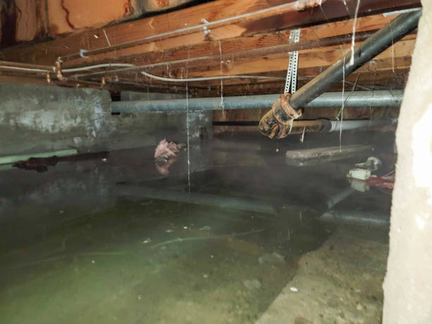 Best Water damage cleanup near me  in North Vacherie, LA